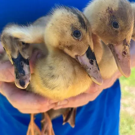 Дом отдыха La Bergerie Luxury And Pool On Eco-friendly Micro-farm